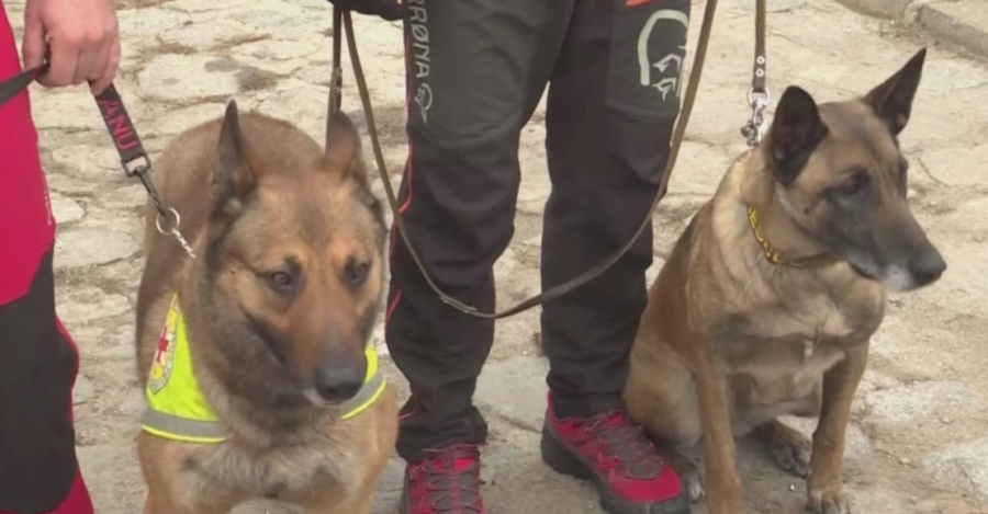 Кучетата - герои, които спасиха оцелели под развалините в Турция